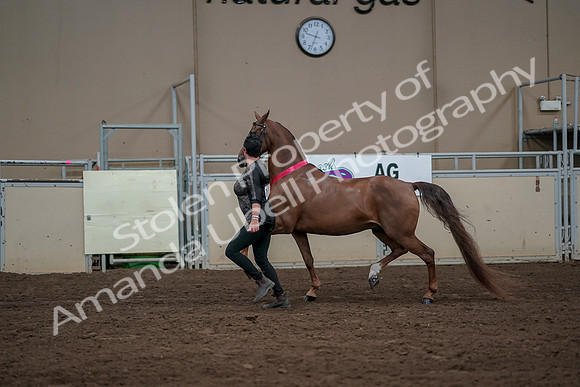 2019 Morgan Horse Show - Aug 31, 2019 - 01461