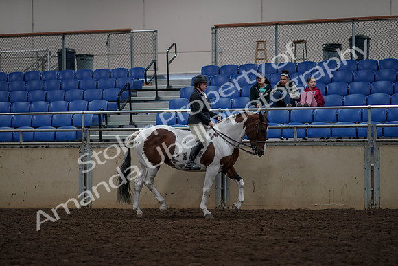 2019 Morgan Horse Show - Aug 30, 2019 - 31402