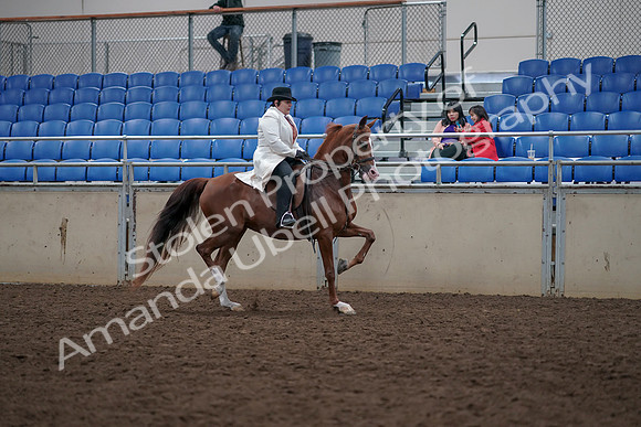 2019 Morgan Horse Show - Aug 31, 2019 - 17969