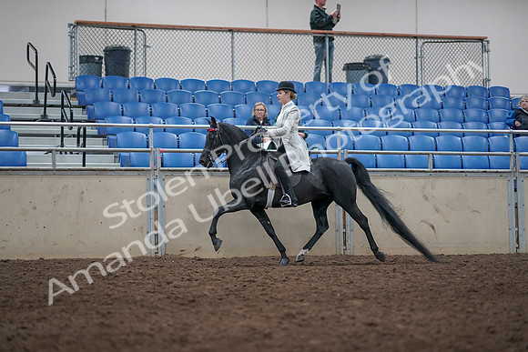 2019 Morgan Horse Show - Aug 31, 2019 - 09331