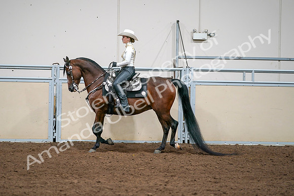 2020 - AB Morgan Horse - Fri, Sept 04 - 08369