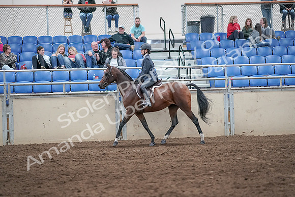 2019 Morgan Horse Show - Aug 31, 2019 - 21365