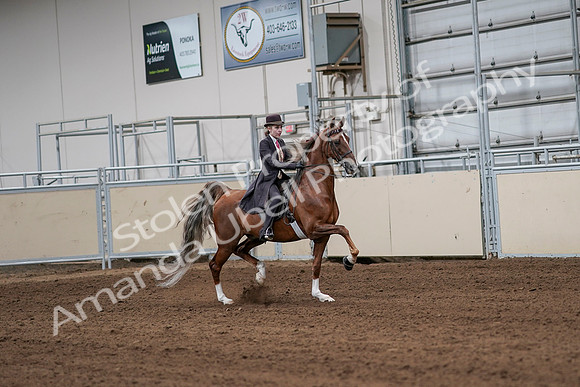 2020 - AB Morgan Horse - Sat, Sept 05 - 06420