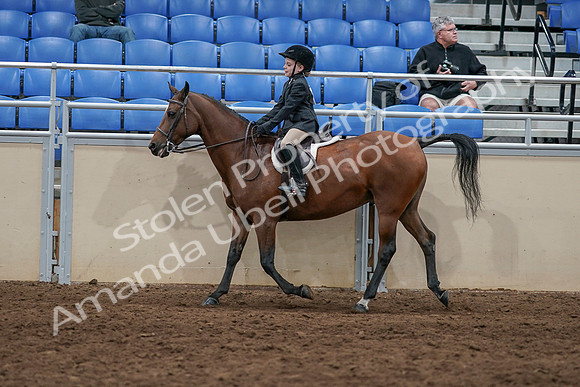 2020 - AB Morgan Horse - Sun, Sept 06 - 07729