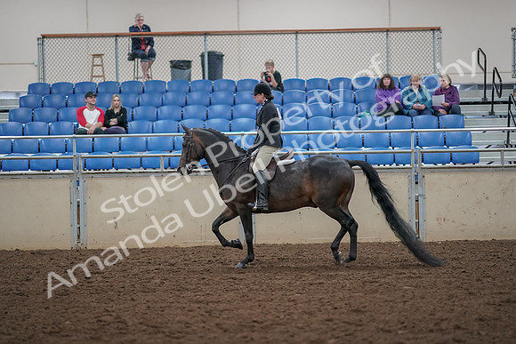 2019 Morgan Horse Show - Aug 30, 2019 - 27202
