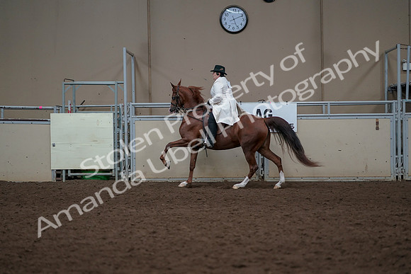 2019 Morgan Horse Show - Aug 31, 2019 - 17923