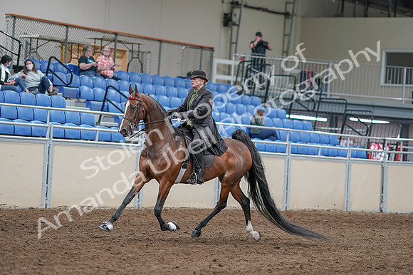2020 - AB Morgan Horse - Fri, Sept 04 - 09530