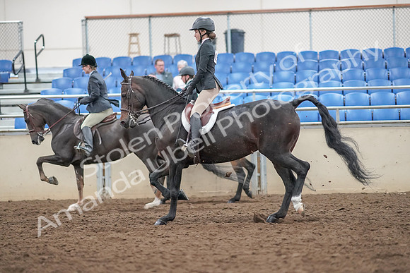 2019 Morgan Horse Show - Aug 30, 2019 - 20239