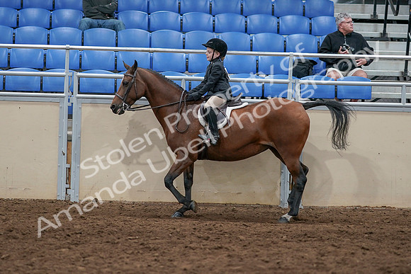 2020 - AB Morgan Horse - Sun, Sept 06 - 07731