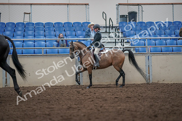 2019 Morgan Horse Show - Aug 31, 2019 - 14918
