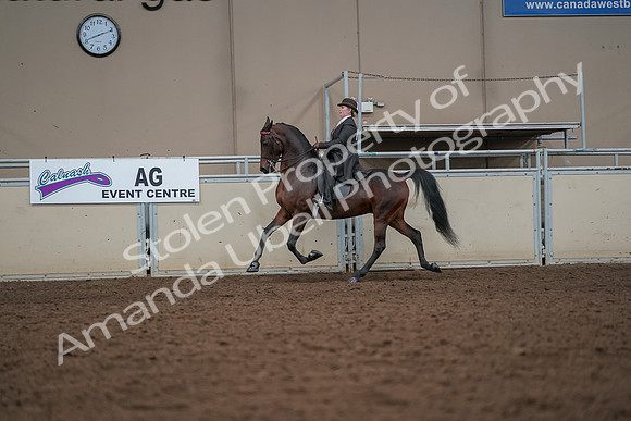 2019 Morgan Horse Show - Aug 30, 2019 - 27975