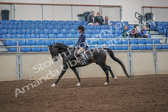 2019 Morgan Horse Show - Aug 31, 2019 - 05131