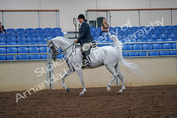 2019 Morgan Horse Show - Aug 30, 2019 - 17312