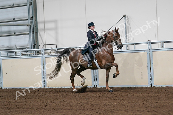 2020 - AB Morgan Horse - Sat, Sept 05 - 06356
