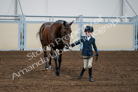2020 - AB Morgan Horse - Fri, Sept 04 - 01011