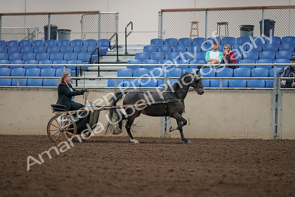 2019 Morgan Horse Show - Aug 31, 2019 - 04463