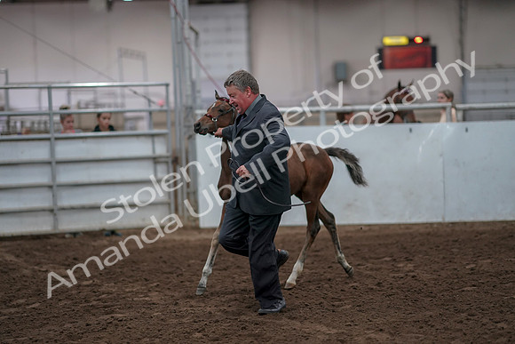 2019 Morgan Horse Show - Aug 31, 2019 - 00881