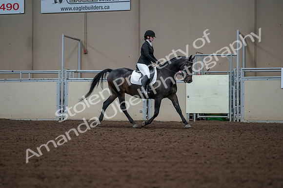2019 Morgan Horse Show - Aug 30, 2019 - 18530