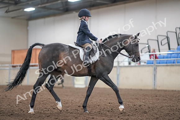 2019 Morgan Horse Show - Aug 31, 2019 - 19577