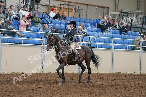 2020 - AB Morgan Horse - Sun, Sept 06 - 07874