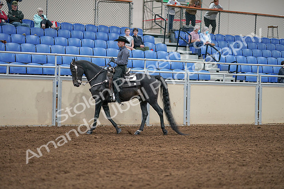 2020 - AB Morgan Horse - Fri, Sept 04 - 08285