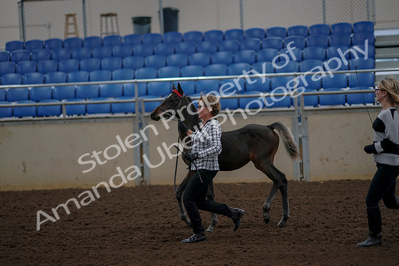2019 Morgan Horse Show - Aug 30, 2019 - 24726