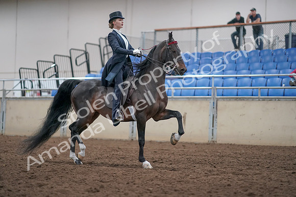 2019 Morgan Horse Show - Aug 31, 2019 - 20696