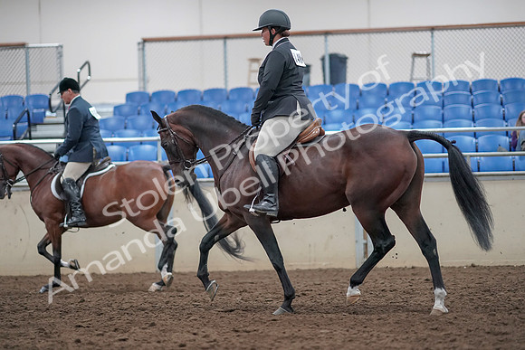 2019 Morgan Horse Show - Aug 31, 2019 - 14727