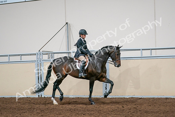 2020 - AB Morgan Horse - Sun, Sept 06 - 08080