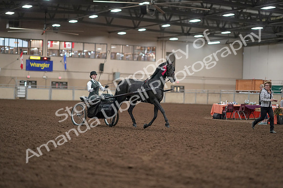 2019 Morgan Horse Show - Aug 31, 2019 - 04797