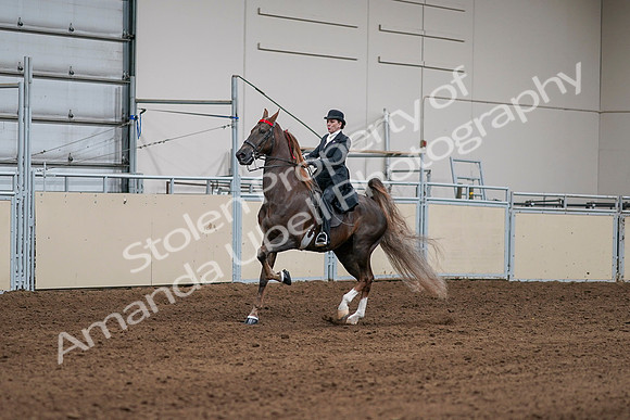 2020 - AB Morgan Horse - Sat, Sept 05 - 13075