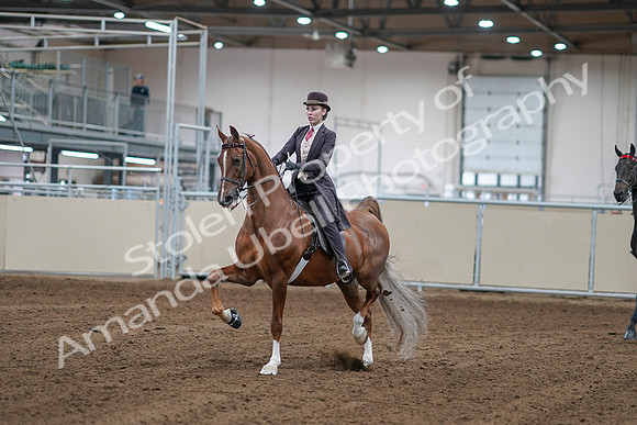 2020 - AB Morgan Horse - Sat, Sept 05 - 06137