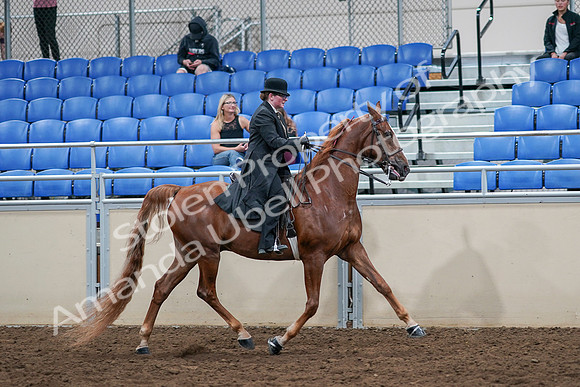 2020 - AB Morgan Horse - Sat, Sept 05 - 08267
