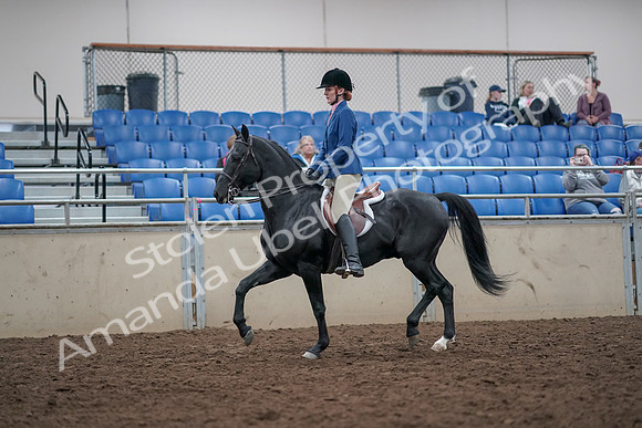 2019 Morgan Horse Show - Aug 31, 2019 - 16603