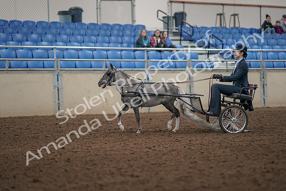 2019 Morgan Horse Show - Aug 31, 2019 - 04253