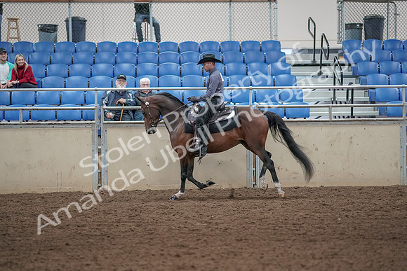 2019 Morgan Horse Show - Aug 31, 2019 - 06113