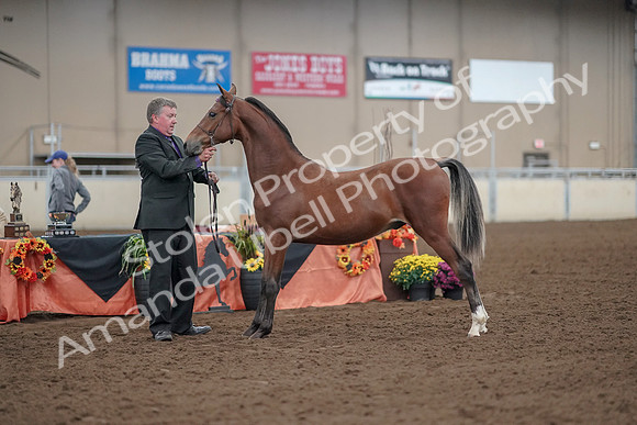 2019 Morgan Horse Show - Aug 30, 2019 - 25634