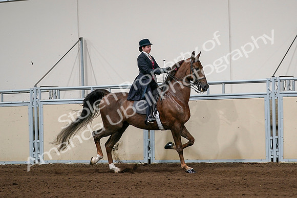 2020 - AB Morgan Horse - Sat, Sept 05 - 06375