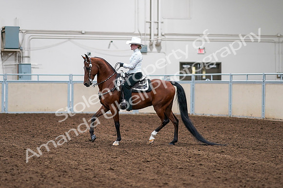 2020 - AB Morgan Horse - Fri, Sept 04 - 03566