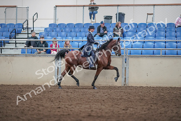 2019 Morgan Horse Show - Aug 31, 2019 - 09543