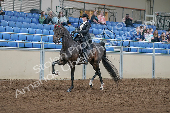 2020 - AB Morgan Horse - Fri, Sept 04 - 11334
