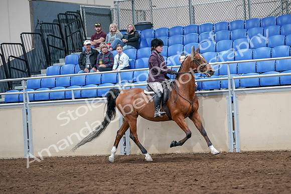 2020 - AB Morgan Horse - Sat, Sept 05 - 03222