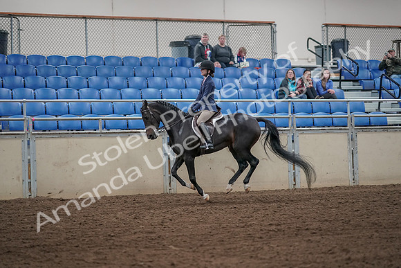 2019 Morgan Horse Show - Aug 31, 2019 - 05079