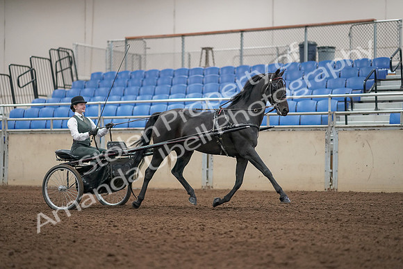 2019 Morgan Horse Show - Aug 31, 2019 - 04712