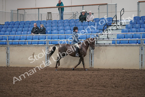 2019 Morgan Horse Show - Aug 31, 2019 - 07486