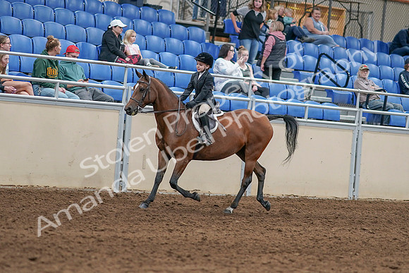 2020 - AB Morgan Horse - Sat, Sept 05 - 10609