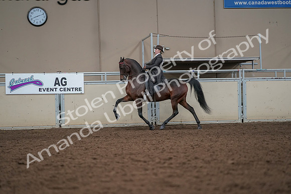 2019 Morgan Horse Show - Aug 30, 2019 - 27974