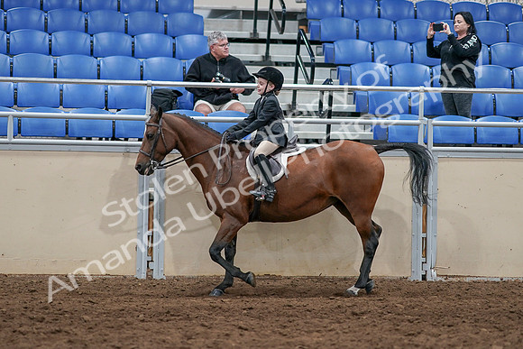 2020 - AB Morgan Horse - Sun, Sept 06 - 07728