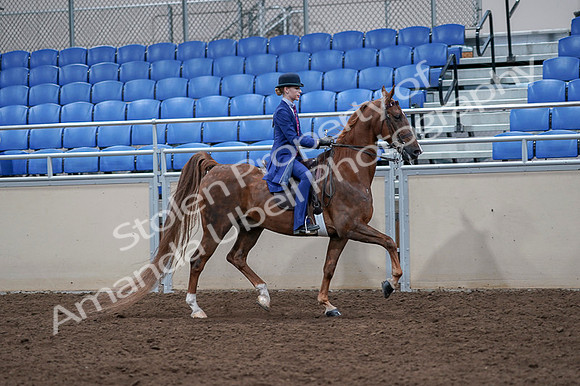 2020 - AB Morgan Horse - Fri, Sept 04 - 05239