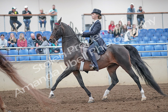 2019 Morgan Horse Show - Aug 31, 2019 - 20540